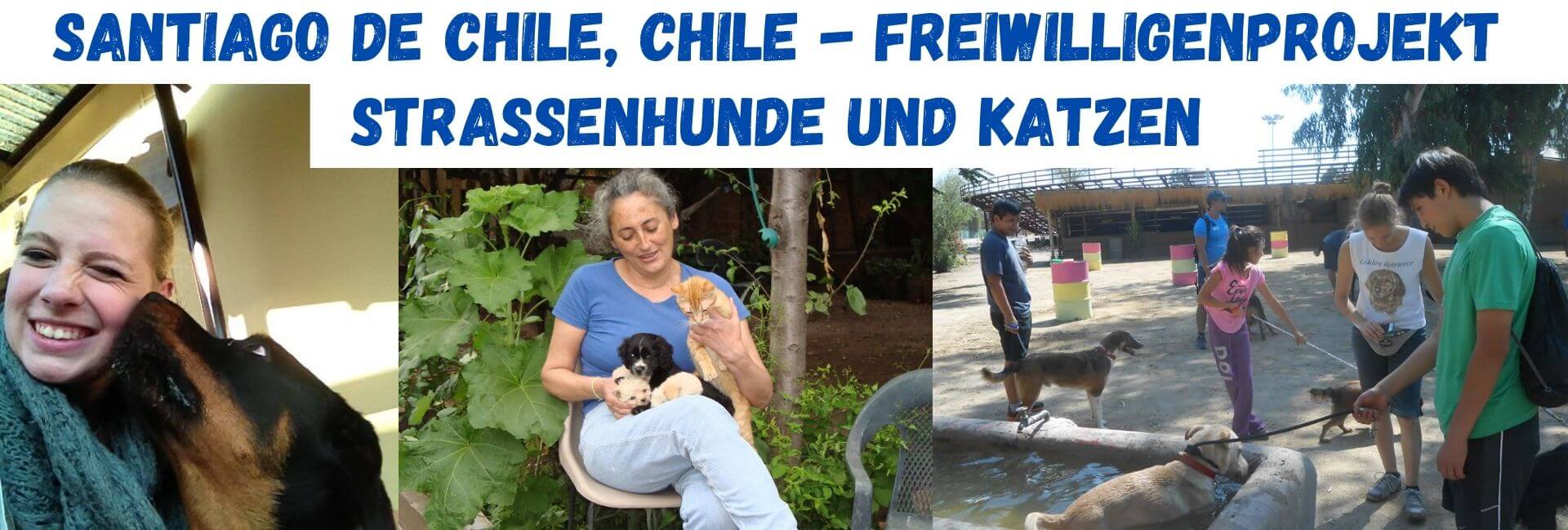 Teaser, Chile, Strassenhunde